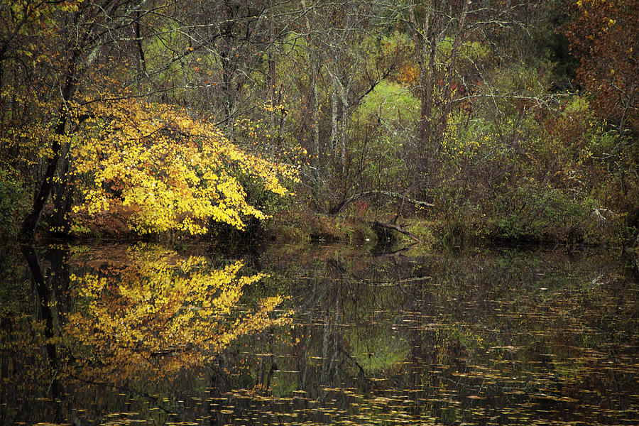 Autumn on the Pond Photograph by Rob Travis