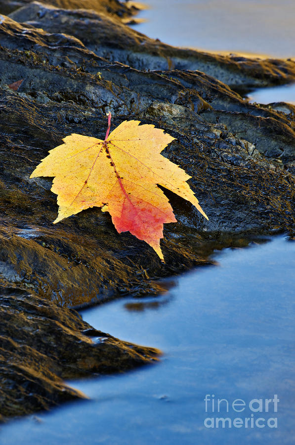 Autumn on the Tellico River - D004558 Photograph by Daniel Dempster