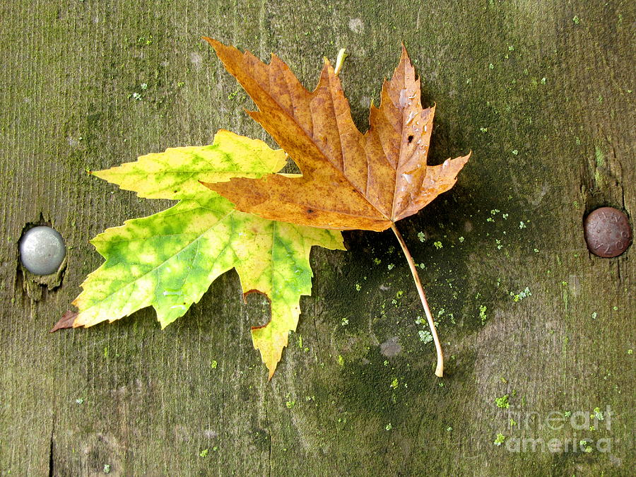Autumn Pair Photograph by Marilyn Smith