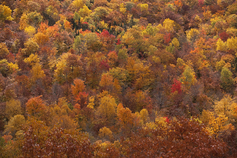 Autumn Palette Photograph by Eunice Gibb
