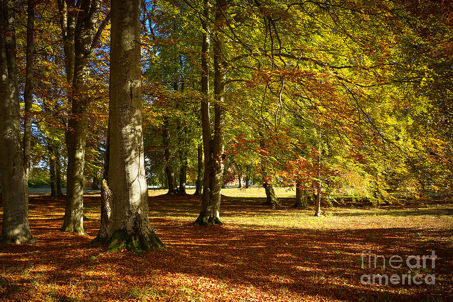 Autumn Park Photograph by Lutz Baar