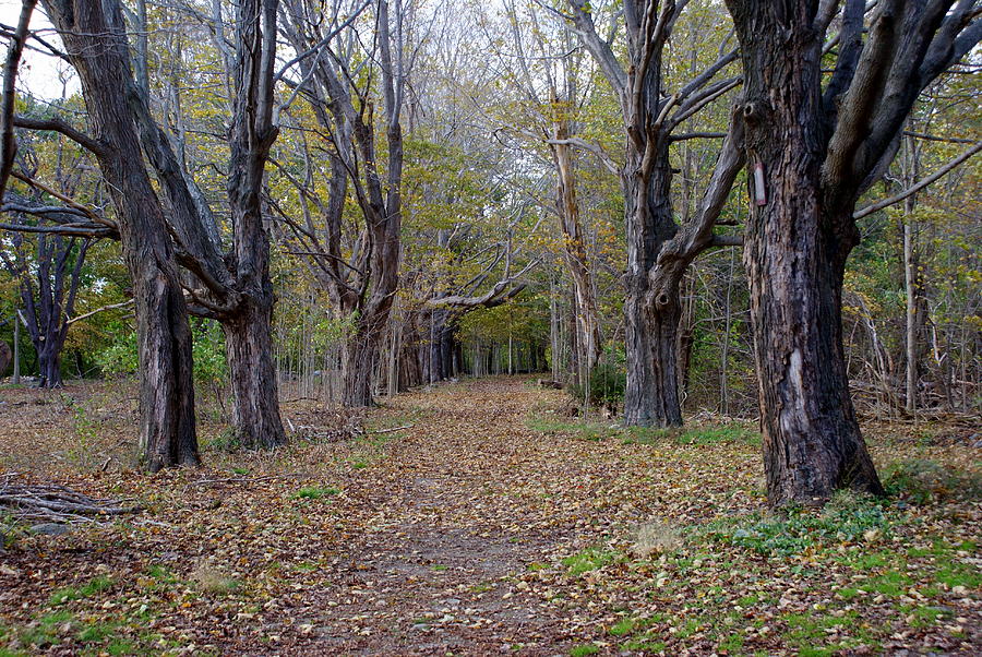 Autumn Path Photograph by Lois Lepisto
