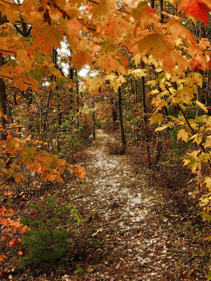 Autumn Path Photograph by Raymond Earley