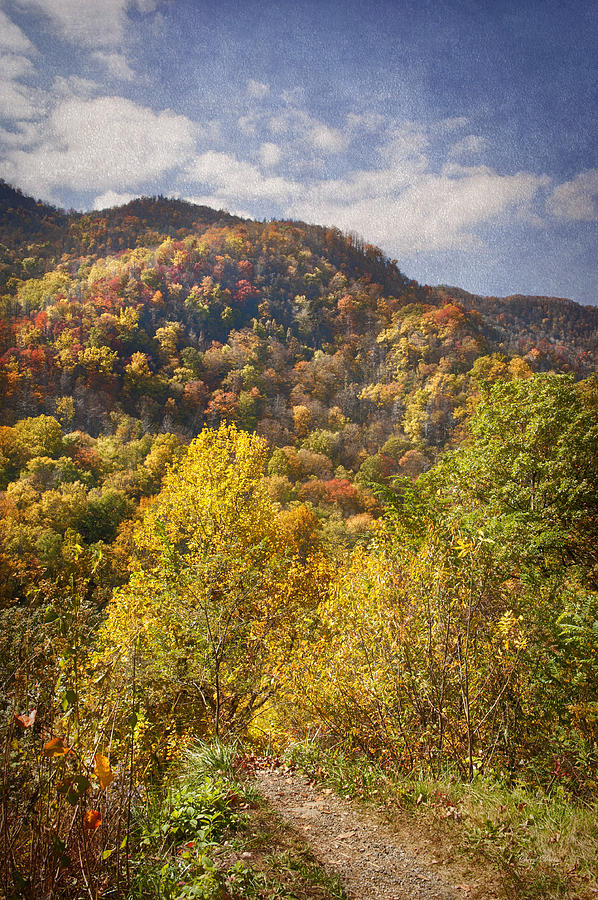 Tree Photograph - Autumn Pathway by Cheryl Davis