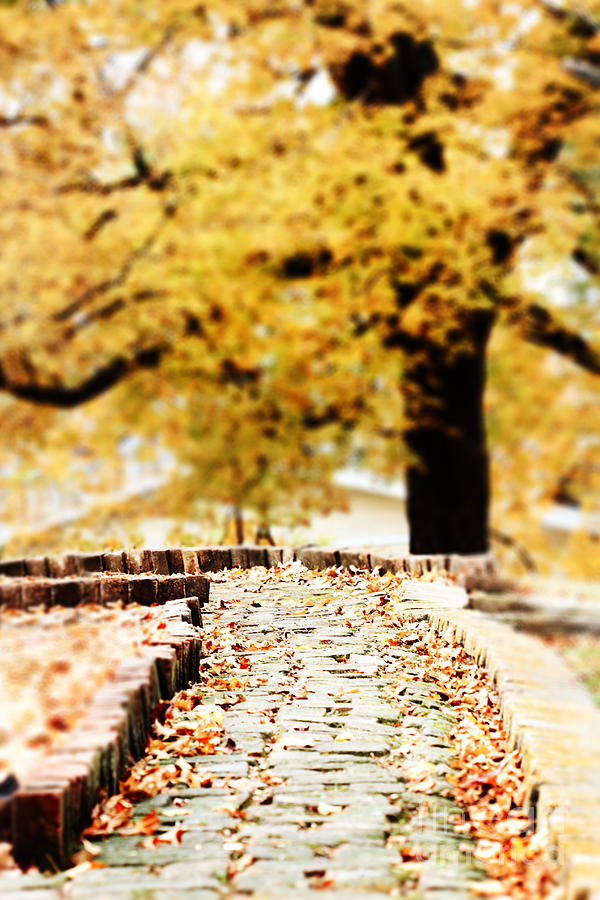 Autumn Pathway Photograph by Stephanie Frey