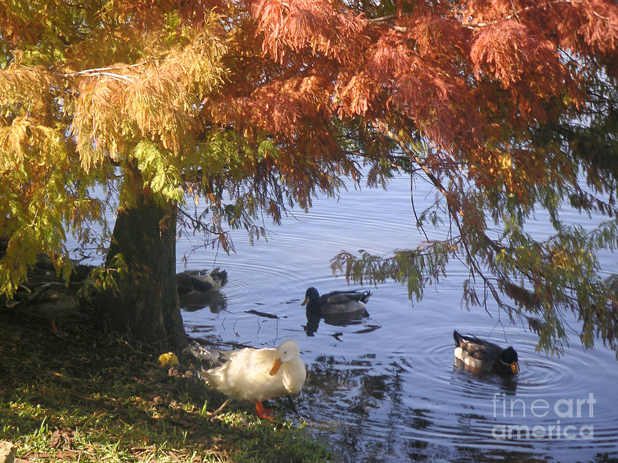 Nature Photograph - Autumn Peace by Lucyna A M Green Nature Photograph - Autumn Peace by Lucyna A M Green