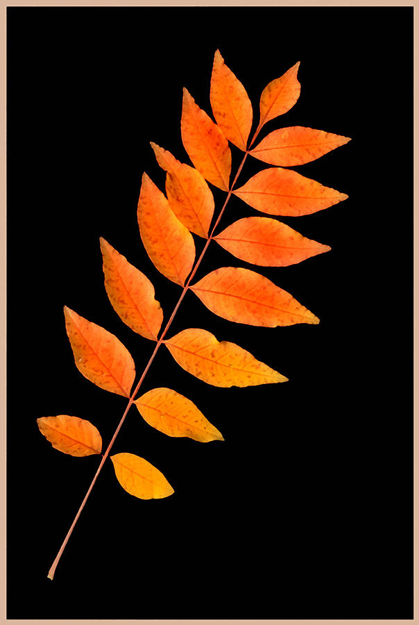 Autumn Pistachio Photograph by Floyd Hopper