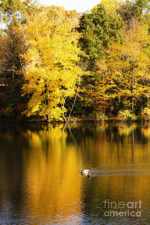 Autumn Pond by Leslie Leda Autumn Pond by Leslie Leda