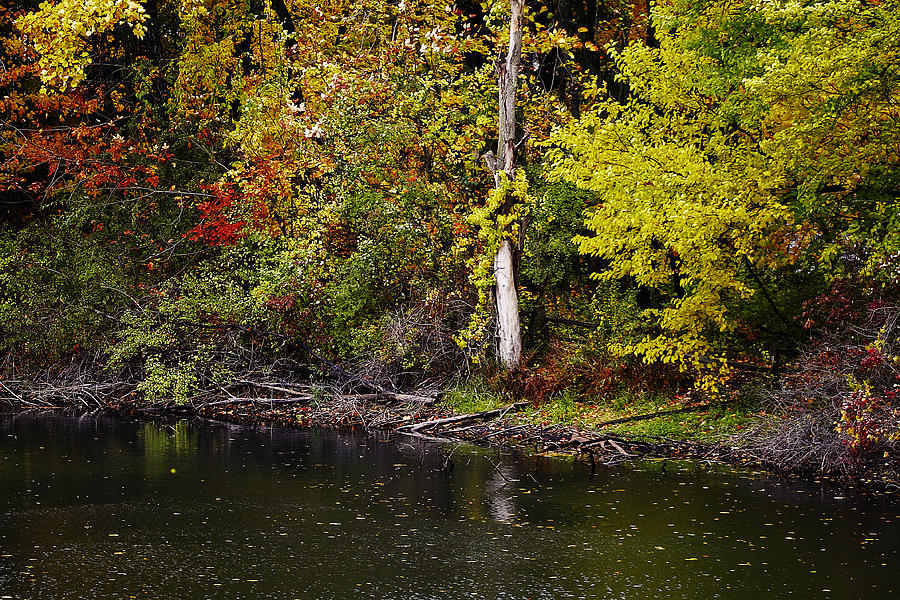 Fall Photograph - Autumn Pond by Scott Hovind