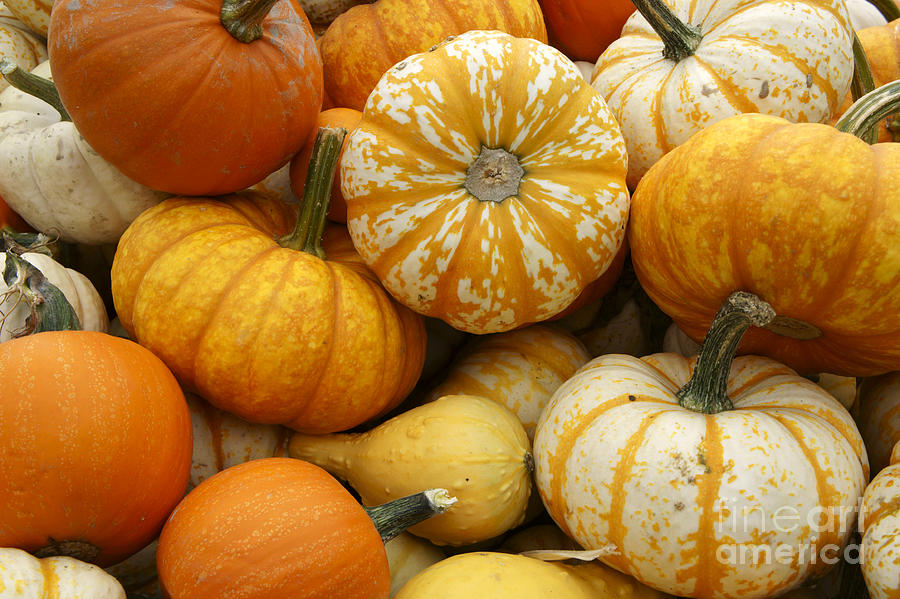 Autumn Pumpkins Photograph by John  Mitchell