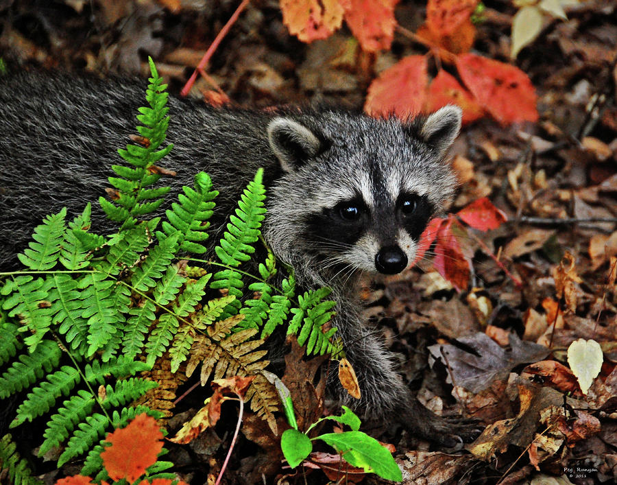 Autumn Raccoon Photograph by Peg Runyan