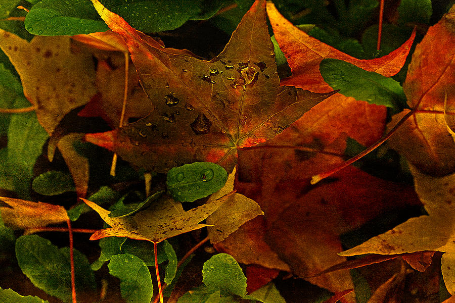 Autumn Rain Photograph by Bonnie Bruno