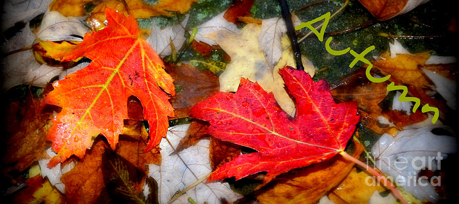 Autumn Rain Photograph by Lila Fisher-Wenzel