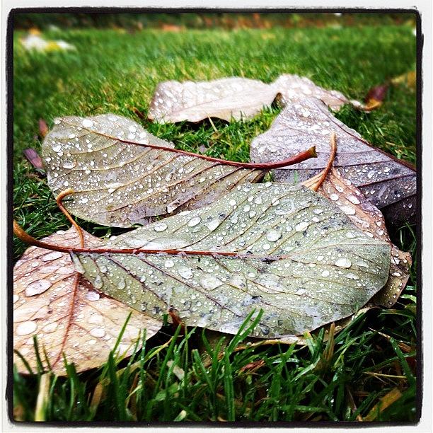Autumn Raindrops Are So Beautiful Photograph by Reza Malayeri