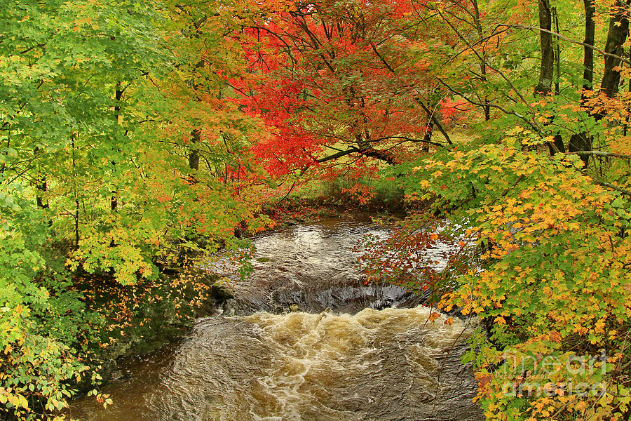 Fall Photograph - Autumn Red By The Brook by Deborah Benoit