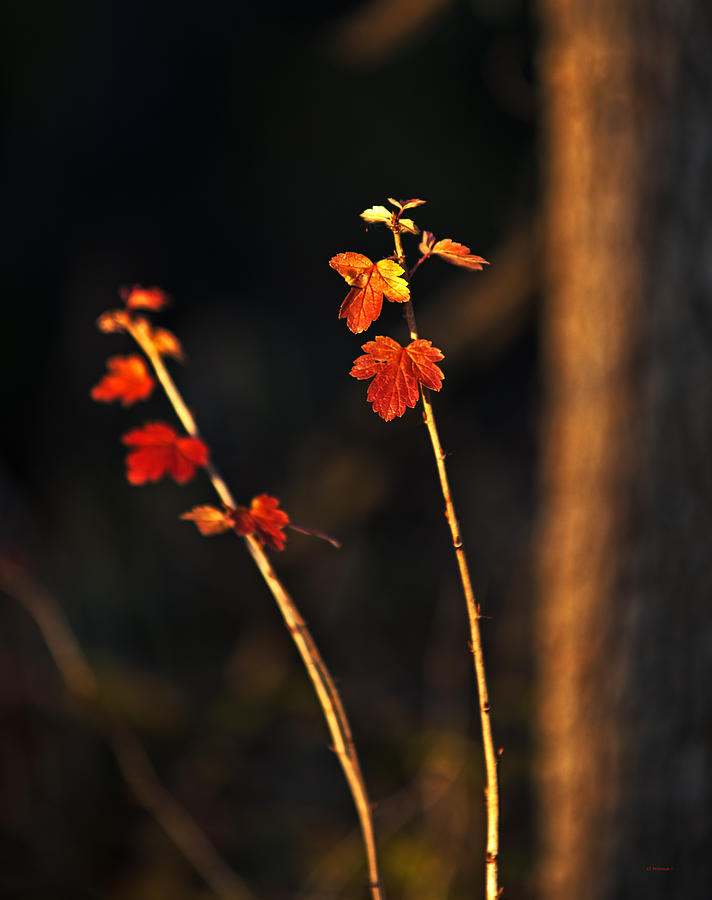 Autumn Red Photograph by Ed Peterson