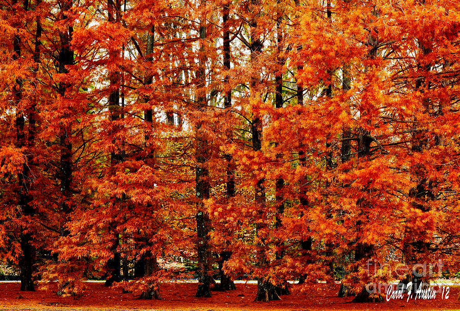 Autumn Blaze Red Maple Landscape Photograph by Carol F Austin