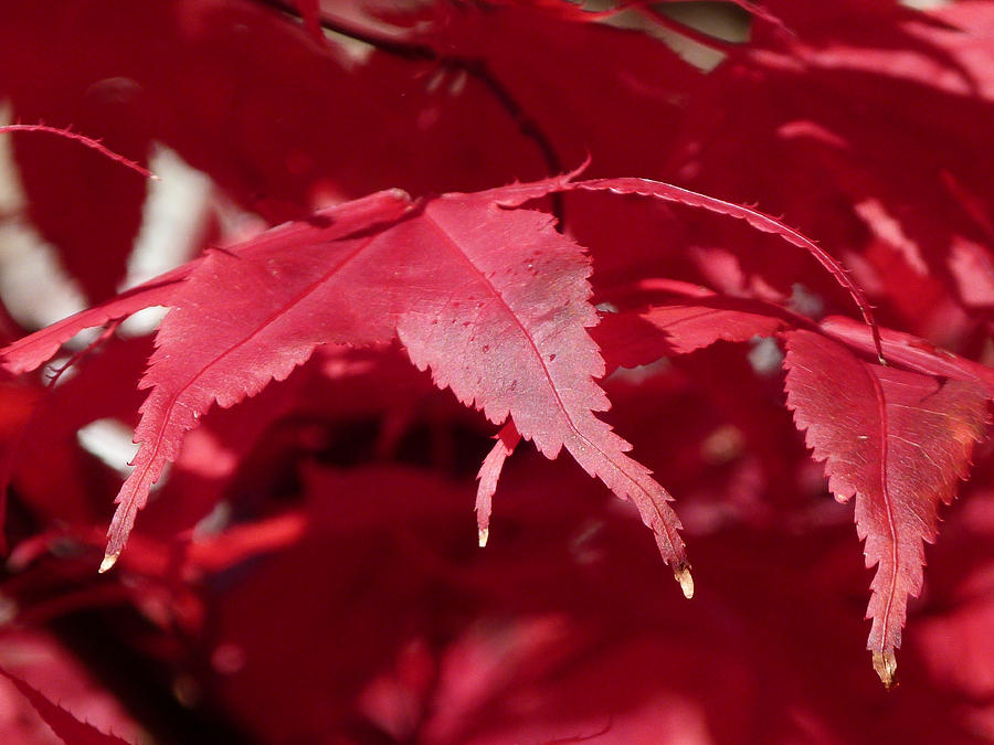 Autumn Red Photograph by Lynn Bolt