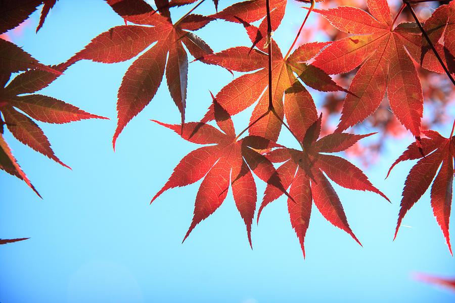 Autumn Red Orange Maple Leaves Photograph by Dina Calvarese
