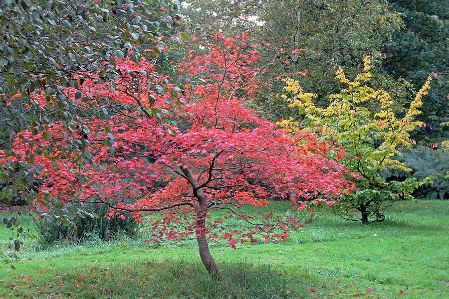 Autumn Red Photograph by Tony Murtagh