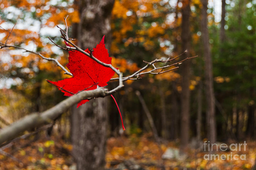 Autumn Red2 Photograph by Cheryl Baxter