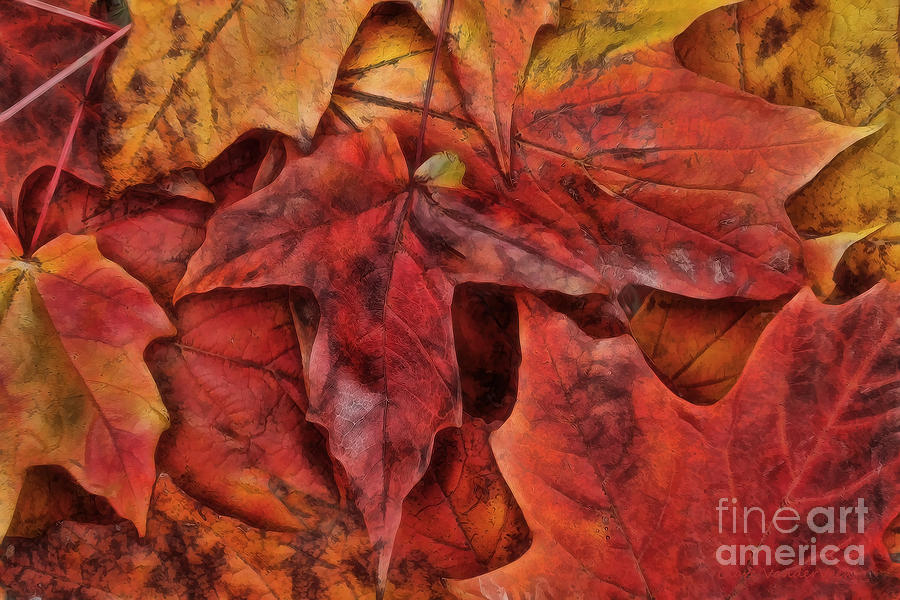 Autumn Reds Photograph by Clare VanderVeen