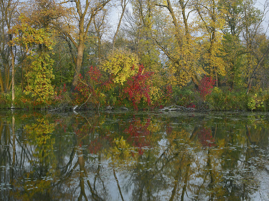 Autumn Reflection On Marshs Lake Spruce Photograph by Tim Fitzharris
