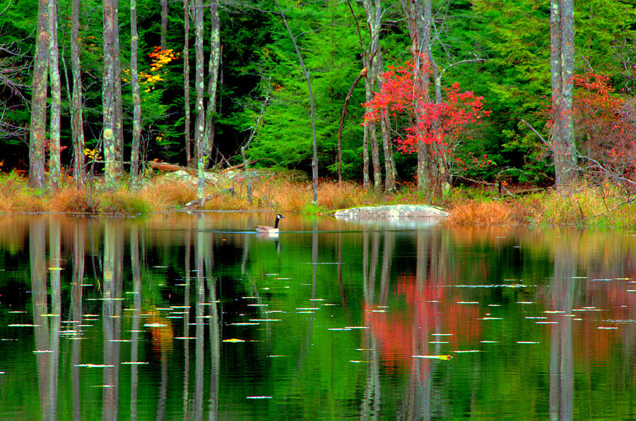 Autumn Reflections Digital Art by Aron Chervin