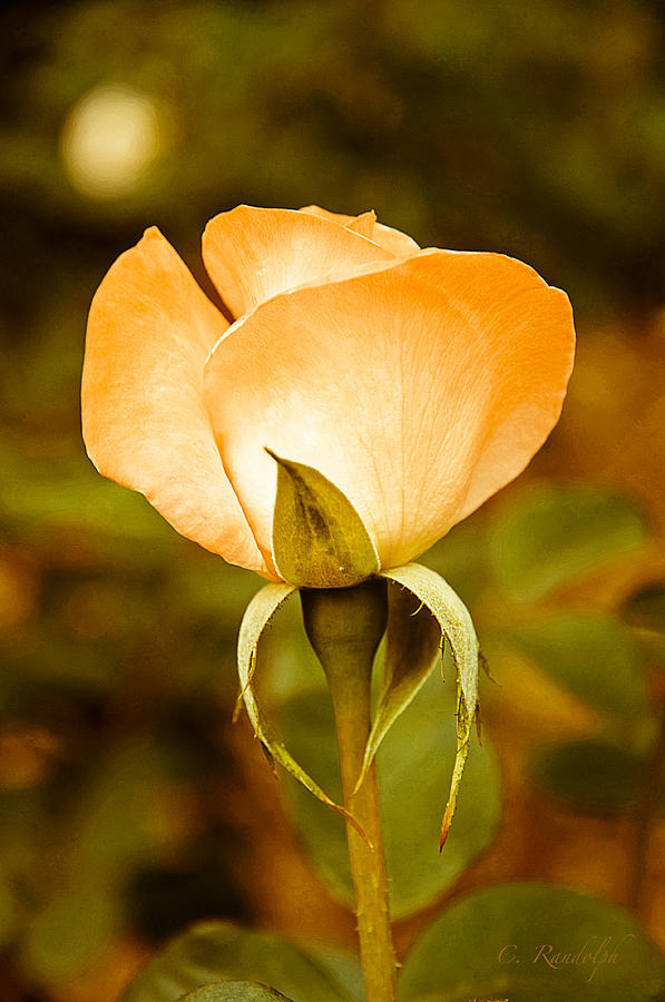 Rose Photograph - Autumn Rose by Cheri Randolph