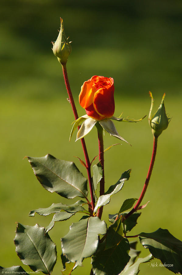 Autumn Rose Photograph by Mick Anderson - Fine Art America