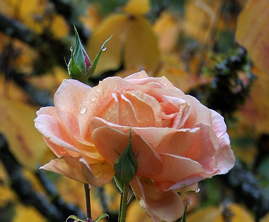 Autumn%20Rose%20Photograph%20by%20Sherrie%20Triest%20|%20Pixels