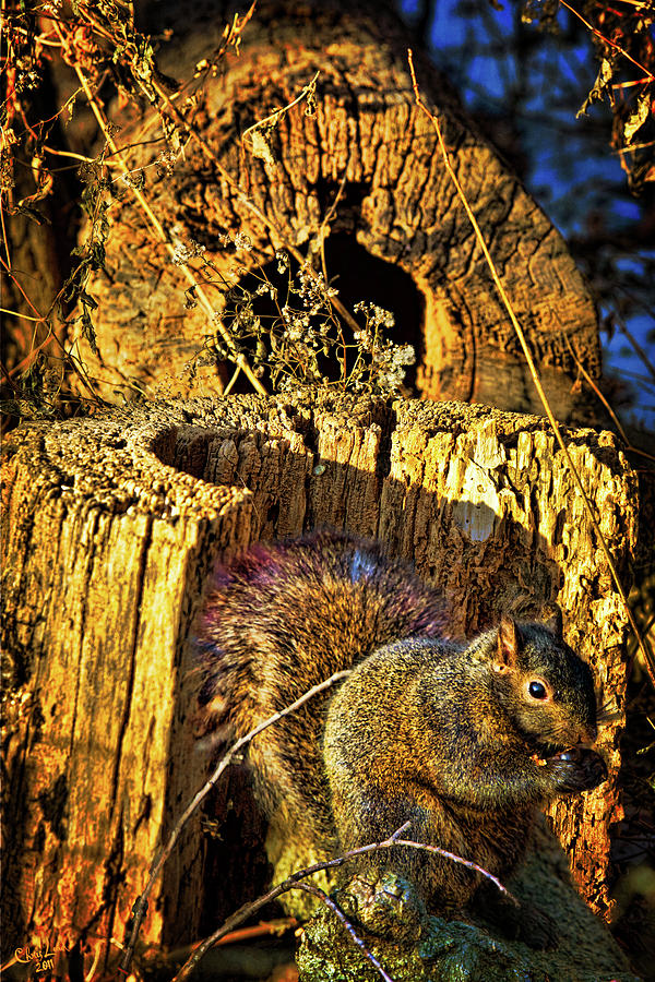 Squirrel Photograph - Autumn Rusticana by Chris Lord