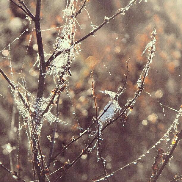 Nature Photograph - #autumn s #gems: #dew & #web by Linandara Linandara