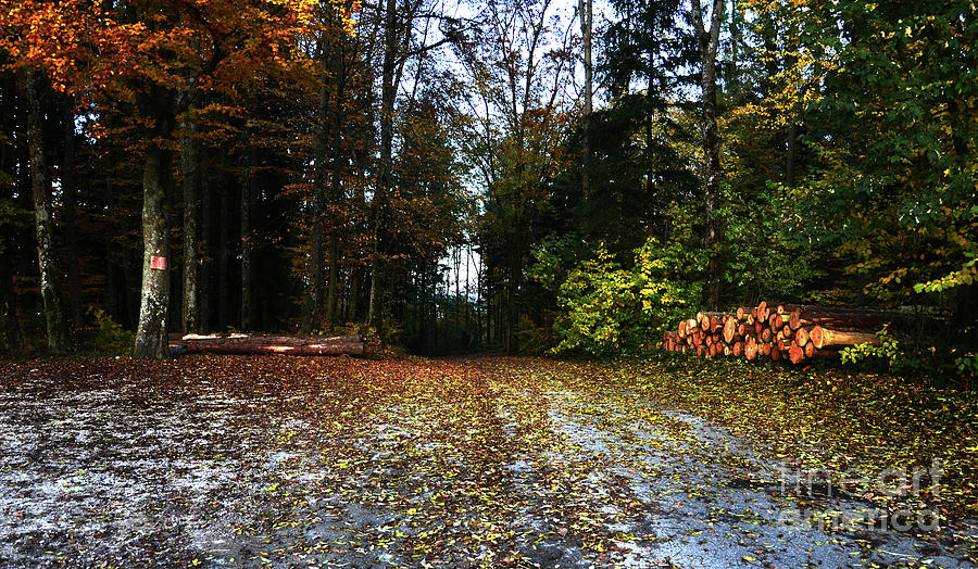 Autumn Scene Photograph by Bruno Santoro