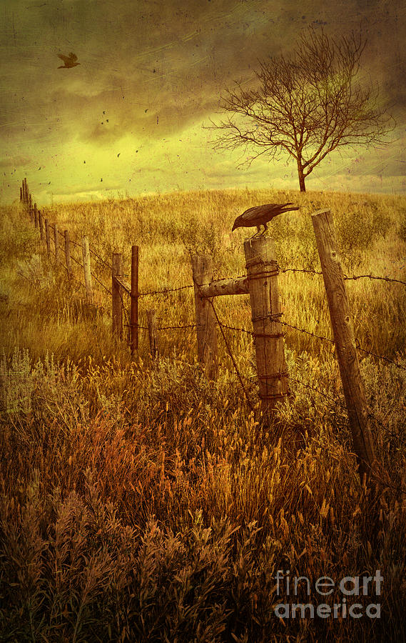 Autumn scene on the prairies with crow on fence  Photograph by Sandra Cunningham