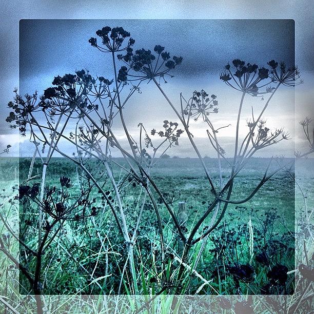 Nature Photograph - Autumn Seedheads #iphoneography #plants by Dave Lee