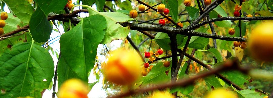 Autumn Seeds Photograph by Edwin Alverio