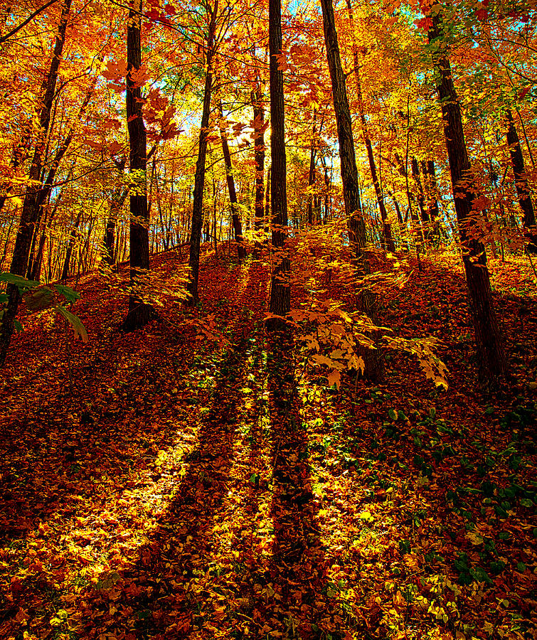 Autumn Shade Photograph by Phil Koch