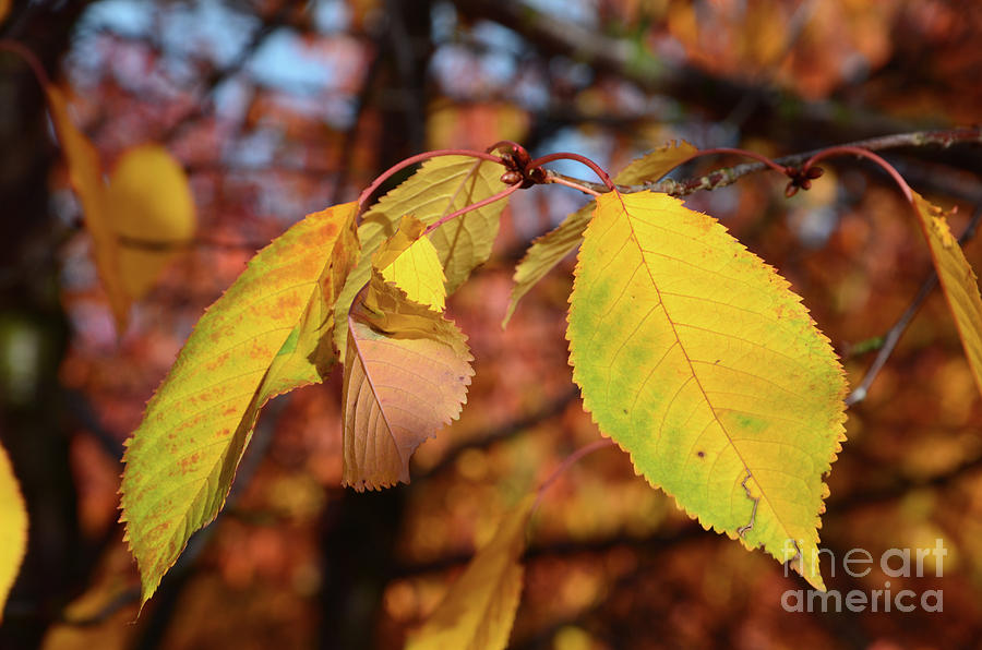 Autumn sheets Photograph by Bruno Santoro