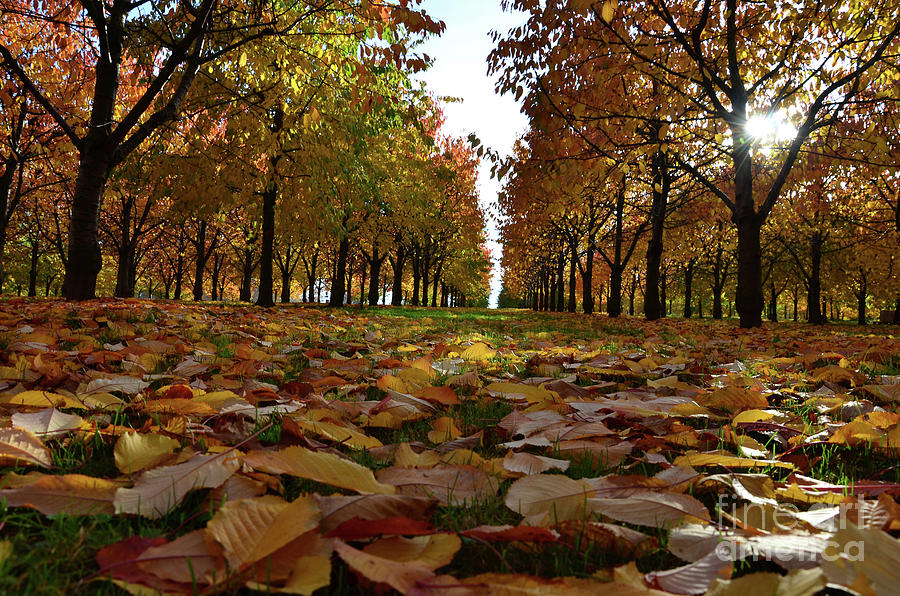 Autumn sheets carpet Photograph by Bruno Santoro
