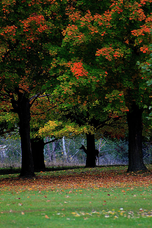 Tree Photograph - Autumn Silhouette by Scott Hovind