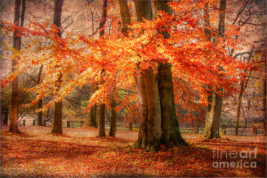 autumn skirt I Photograph by Hannes Cmarits