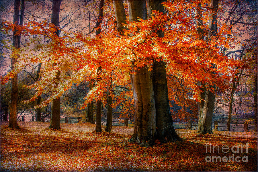 autumn skirt III Photograph by Hannes Cmarits