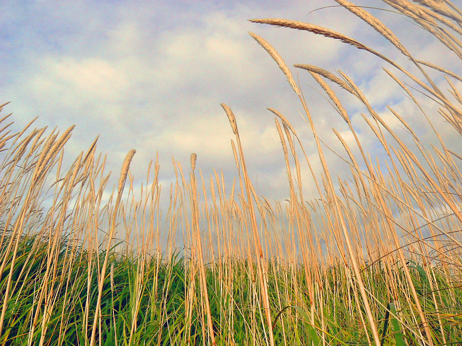 Autumn Sky and Grasses Photograph by Pamela Patch
