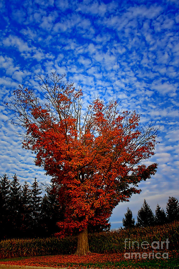 Autumn Sky Drama Photograph by Cathy Beharriell