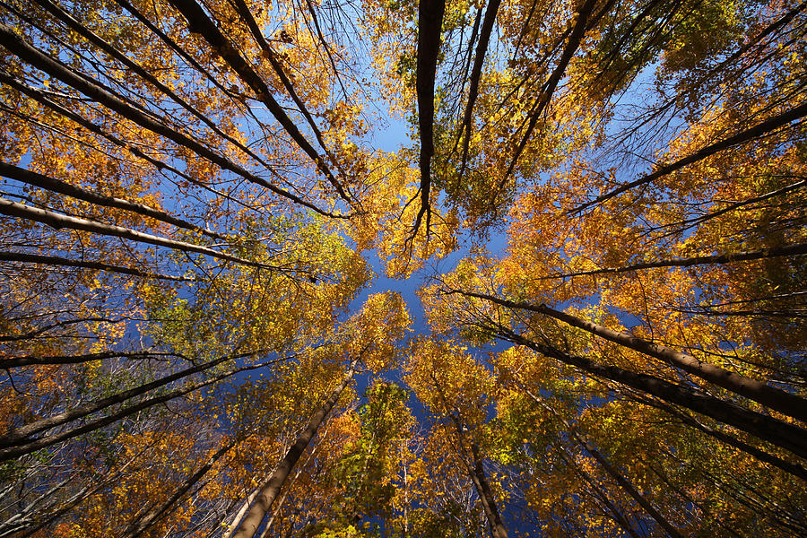Autumn Sky Photograph by Mircea Costina Photography