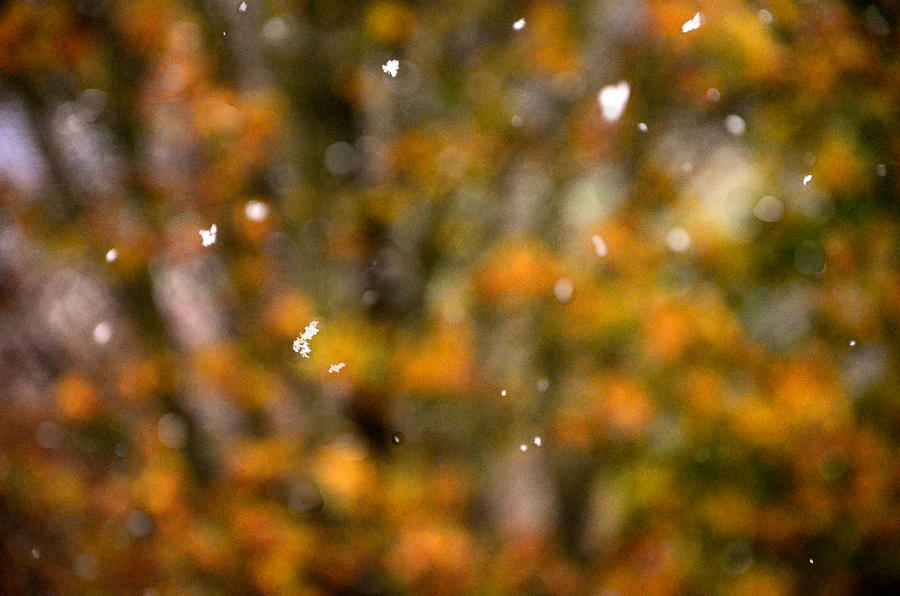 Autumn Snow Photograph by Catherine Murton