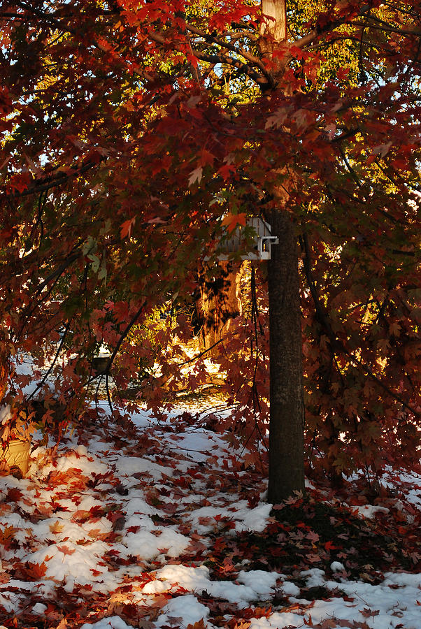 Autumn Snow Photograph by Lori Tambakis