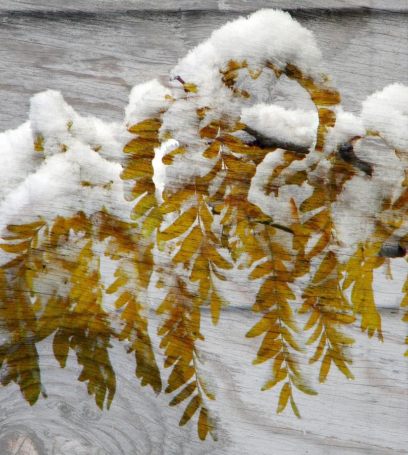 Autumn Snow Photograph by Michelle Frizzell-Thompson