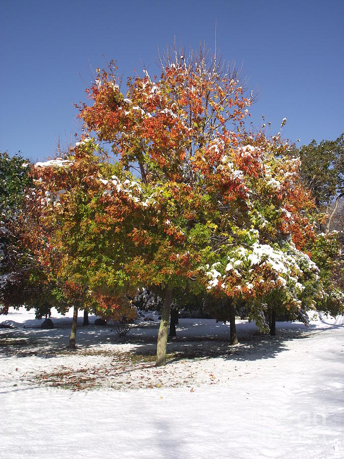 Autumn Snow Photograph by Michelle Welles